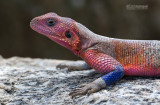 Mwanza-Agame - Mwanza flat-headed rock agama - Agama mwanzae