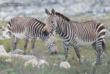 Kaapse Bergzebra - Cape mountain zebra - 	Equus zebra zebra
