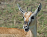 Thomsons Gazelle - Thomsons Gazelle - Eudorcas thomsonii