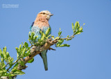 Vorkstaartscharrelaar - Lilac-breasted Roller - Coracias caudatus