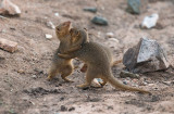 Dwergmangoes - Common dwarf mongoose - Helogale parvula