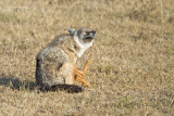 Goudjakhals - Golden Jackal - Canis aureus aureus