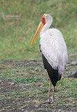 Afrikaanse nimmerzat  - Yellow-billed Stock - Mycteria ibis