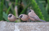 Elfenastrild - Black-faced Waxbill - Estrilda erythronotos