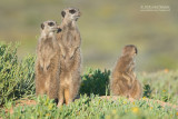 Stokstaartje - Meerkat - Suricata suricatta