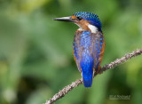 Malechiet ijsvogel - Malachite kingfisher - Alcedo cristata