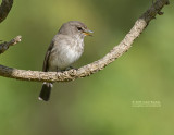 Kaapse vliegenvanger -  African Duskey Flycatcher - Muscicapa adusta