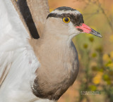 Diadeemkievit - Crowned Lapwing - Vanellus coronatus