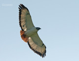 Augur Buizerd - Augur Buzzard - Buteo augur