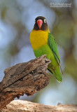 Zwartmaskeragapornis - Yellow-collared Lovebird - Agapornis personatus