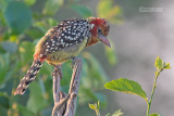 Vuurkopbaardvogel - Red-and-Yellow Barbet - Trachyphonus erythrocephalus