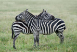 Steppe Zebra - Plains Zebra - Equus quagga