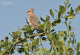 Blauwnekmuisvogel - Blue-naped Mousebird - Urocolius macrourus