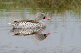 Kaapse taling - Cape Teal - Anas capensis