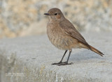 Roodstaartspekvreter - Familiar Chat - Oenanthe familiaris