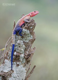 Mwanza-Agame - Mwanza flat-headed rock agama - Agama mwanzae