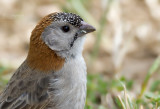Schubkopwever - Speckle-fronted Weaver - Sporopipes frontalis
