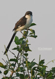 Cabanis klapekster - Long-tailed Fiscal - Lanius cabanisi