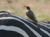 Geelsnavelossenpikker - Yellow-billed Oxpecker - Buphagus africanus