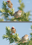 Roodbekwever - Red-billed Quelea - Quelea quelea