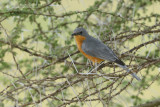 Zilvervliegenvanger - Silverbird - Empidornis semipartitus