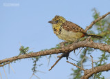 Usambiro baardvogel - Usambiro Barbet - Trachyphonus usambiro