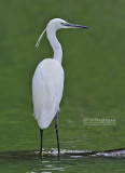 Kleine zilverreiger - Little Egret - Egretta Garzetta