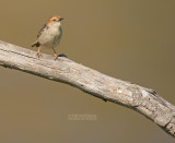 Valleigraszanger - Levaillants Cisticola - Cisticola tinniens