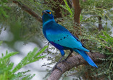 Groenstaartglansspreeuw - Greater Blue Starling - Lamprotornis chalybaeus
