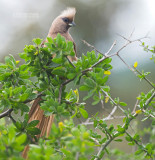 Bruine muisvogel - Speckled Mousebird - Colius striatus