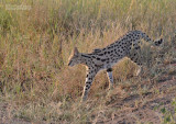Serval -  Leptailurus serval