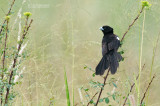 Spiegelwidavink - White-winged Widowbird - Euplectes albonotatus eques