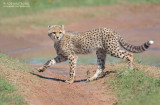 Cheetah - Cheetah - Acinonyx jubatus