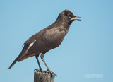 Tweekleurige Glansspreeuw - African Pied Starling - Lamprotornis bicolor