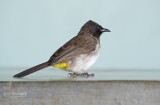 Geelstuitbuulbuul - Dark-Capped Bulbul - Pycnonotus tricolor layardi