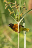 Jacksons wever - Golden-backed Weaver - Ploceus jacksoni