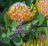 Kleine Kraaghoningzuiger - Southern Double-collared Sunbird - Cinnyris chalybeus
