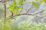 Kuifhavik - Crested Goshawk - Accipiter trivirgatus 