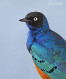 Driekleurglansspreeuw - Superb Starling - Lamprotornis superbus