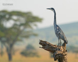 Zwartkopreiger - Black-headed Heron - Ardea melanocephala