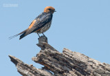 Savannezwaluw - Lesser Striped Swallow - Cecropis abyssinica