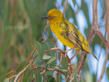 Kaapse Wever - Cape Weaver - Ploceus capensis