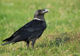 Witnekraaf - White-naped Raven - Corvus albicollis