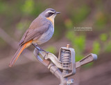 Kaapse Lawaaimaker - Cape Robin-Chat - Cossypha caffra