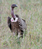Rüppells gier - Ruppells Griffon Vulture - Gyps rueppellii
