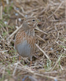 Witkopgors - Pine Bunting - Emberiza leucocephalos leucocephalos