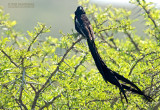 Hanenstaartwidavink - Long-tailed Widowbird - Euplectes progne