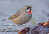 Roodkeelnachtegaal - Siberian Rubythroat - Calliope calliope