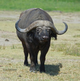 Afrikaanse buffel - African Buffalo - Syncerus caffer