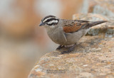 Kaapse Gors - Cape Bunting - Emberiza capensis